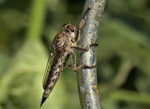 Machimus cyanopus