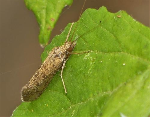 Réf. 307 480 : Hydropsyche sp.