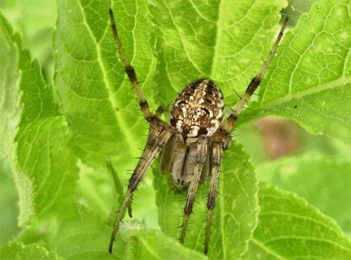 Neoscona byzanthina