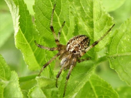 Neoscona byzanthina