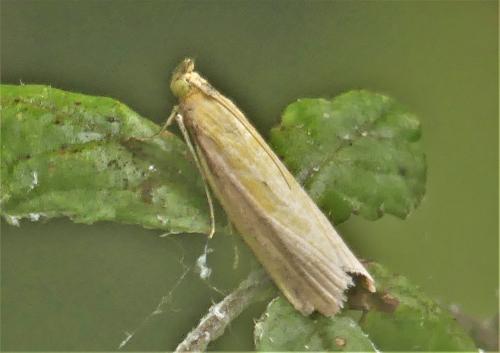 Réf. 307 799 : Oncocera semirubella