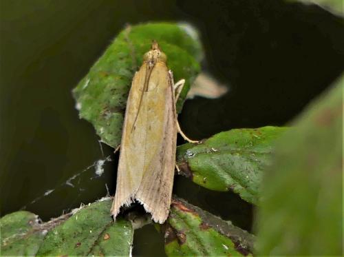 Oncocera semirubella
