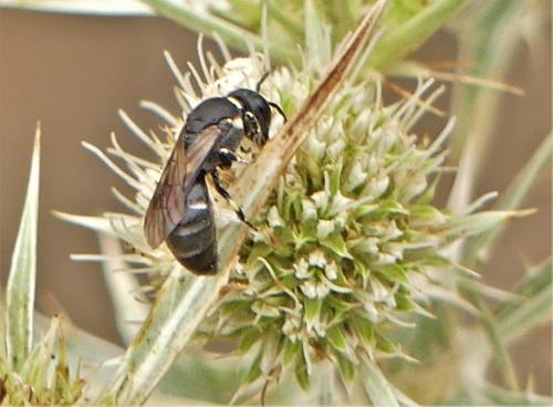Hylaeus sp.