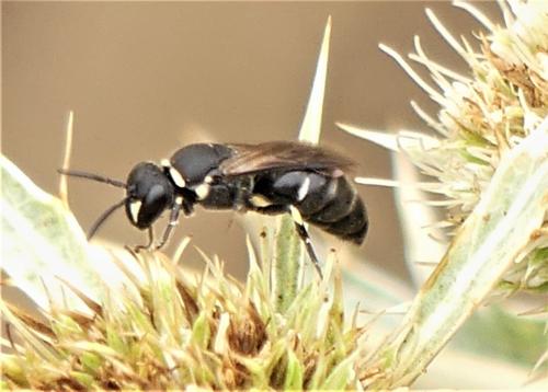 Hylaeus sp.