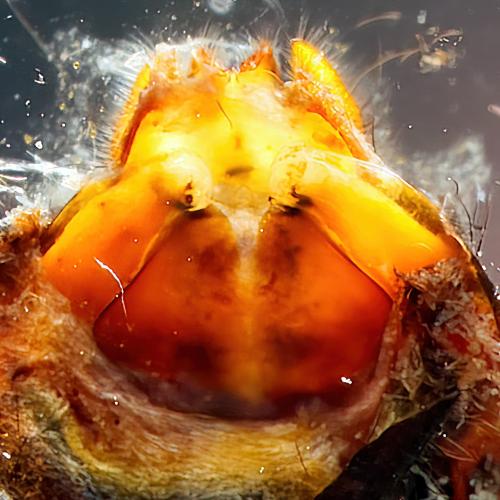 Sericostoma sp.
