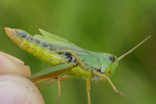 Réf. 307 433 : Pseudochorthippus montanus montanus