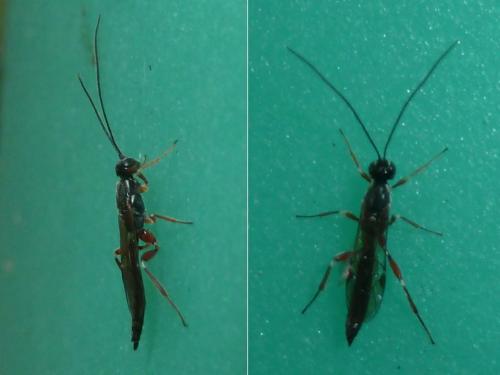 Réf. 307 096 : Xorides praecatorius