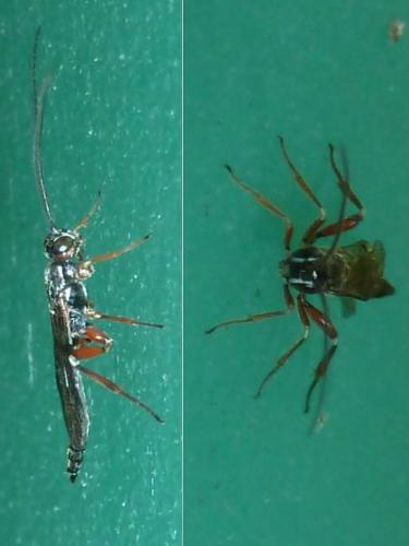 Réf. 307 097 : Xorides praecatorius