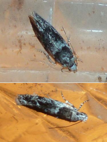 Réf. 307 445 : Recurvaria nanella