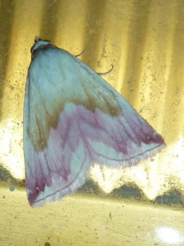 Eublemma purpurina