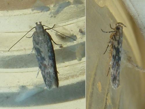 Réf. 307 740 : Scrobipalpa ocellatella