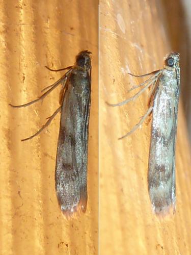Homoeosoma sinuella