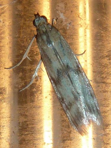 Homoeosoma sinuella