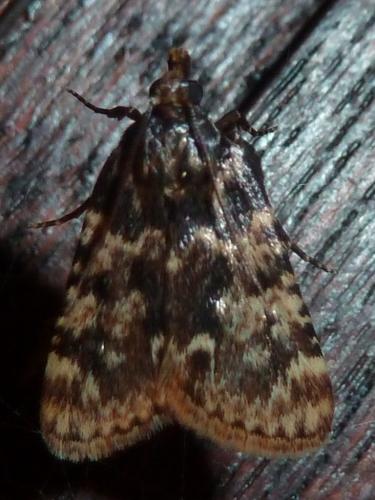 Réf. 307 969 : Aglossa caprealis