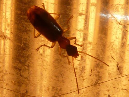 Réf. 307 988 : Demetrias atricapillus