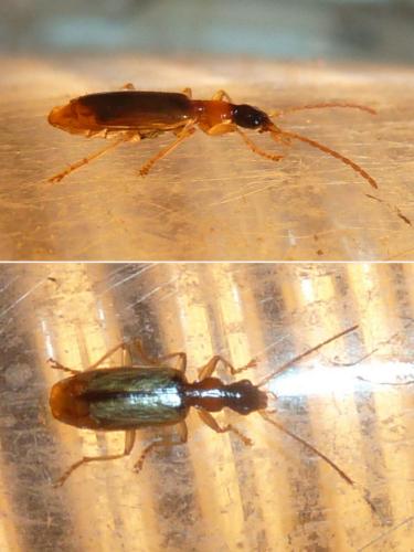 Réf. 307 989 : Demetrias atricapillus