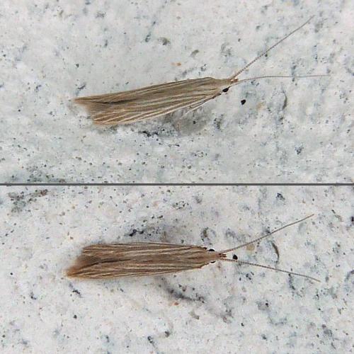 Coleophora sp.