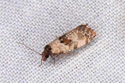 Réf. 307 166 : Cochylis molliculana