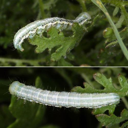 Réf. 307 169 : Eremobia ochroleuca