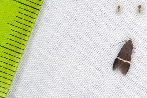 Aproaerema sp.