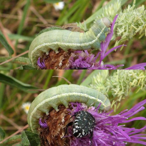 Réf. 307 396 : Agrochola lychnidis