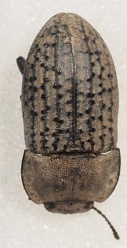 Réf. 307 000 : Opatrum sabulosum