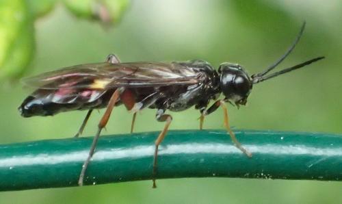 Réf. 307 864 : Emphytus melanarius