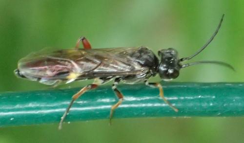 Réf. 307 865 : Emphytus melanarius