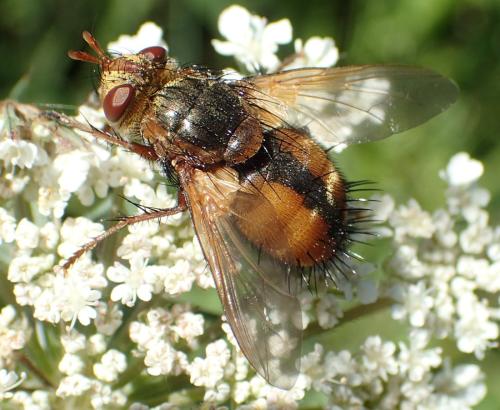 Réf. 307 092 : Tachina sp.