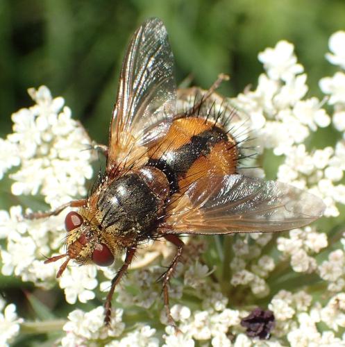 Réf. 307 093 : Tachina sp.