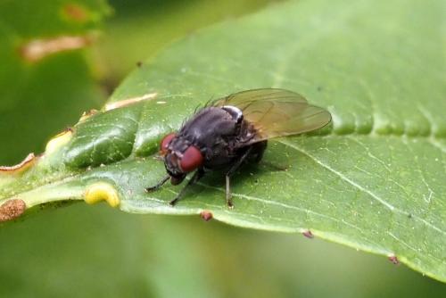 Réf. 307 274 : Minettia longipennis