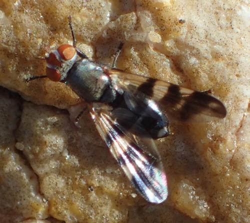 Ceroxys urticae