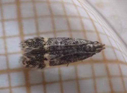 Monochroa sepicolella