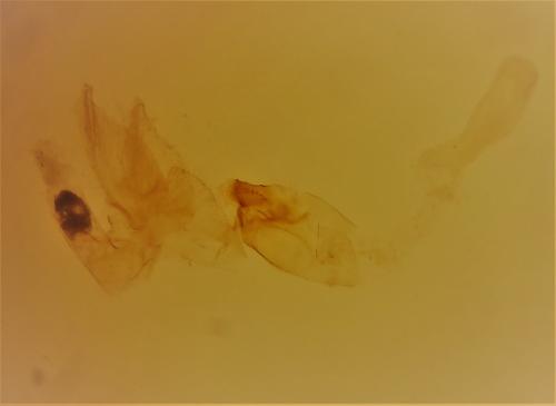 Monochroa sepicolella