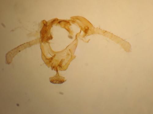 Réf. 307 878 : Endothenia sp.