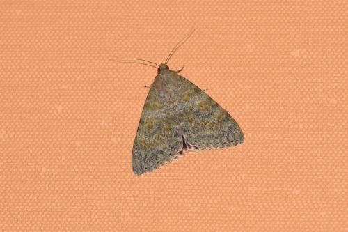 Réf. 307 981 : Catocala elocata