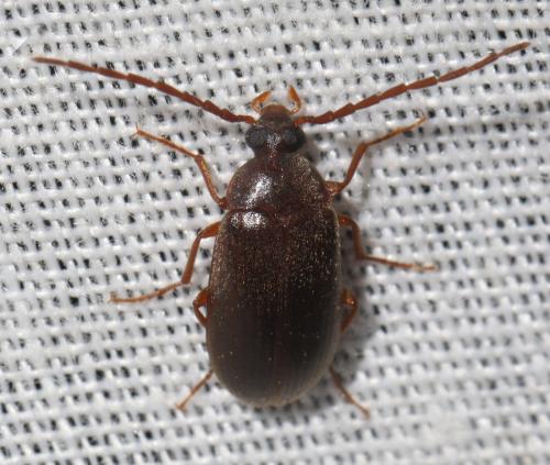 Hymenalia rufipes