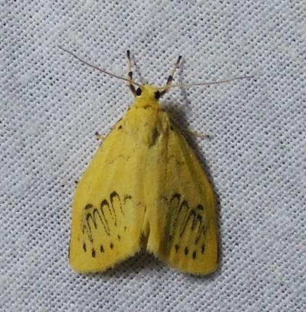 Réf. 307 546 : Miltochrista miniata