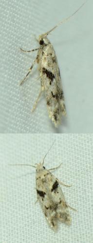 Caryocolum sp.