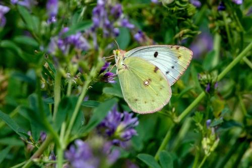 Colias croceus