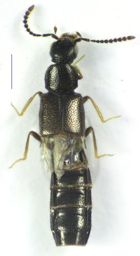 Réf. 307 175 : Megaloscapa punctipennis