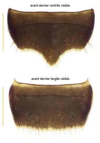 Réf. 307 178 : Megaloscapa punctipennis