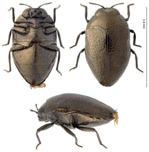 Réf. 307 275 : Trachys sp.