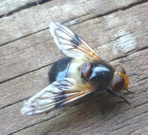 Volucella pellucens