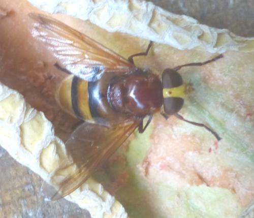 Volucella zonaria