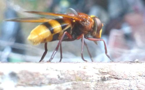 Réf. 307 648 : Volucella zonaria