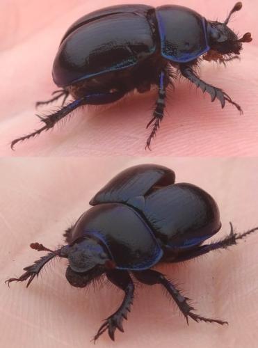 Anoplotrupes stercorosus