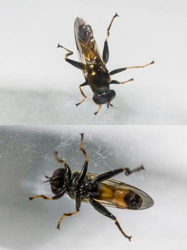 Réf. 307 791 : Xylota segnis