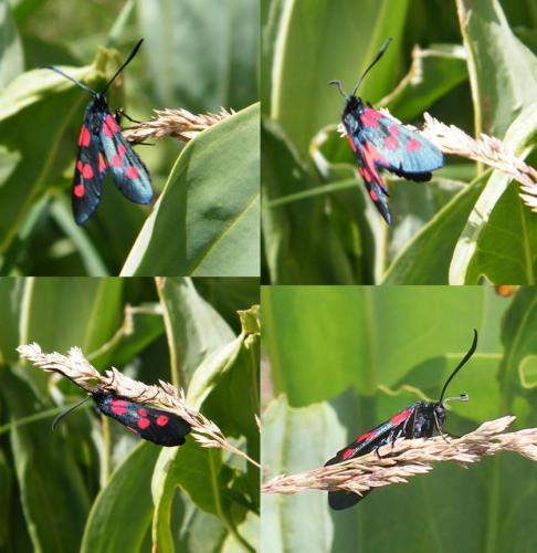 Réf. 307 397 : Zygaena lonicerae