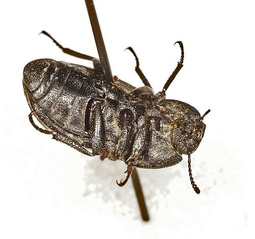 Réf. 307 001 : Opatrum sabulosum